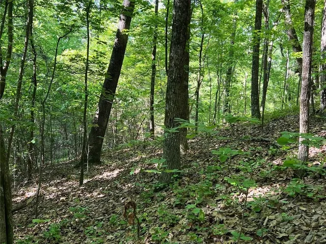 a view of a forest with trees