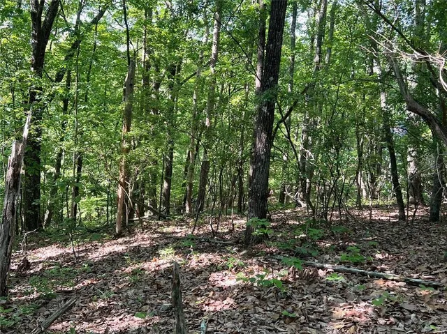 a view of a forest with trees