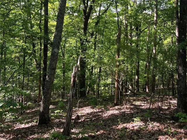 a big yard with lots of trees