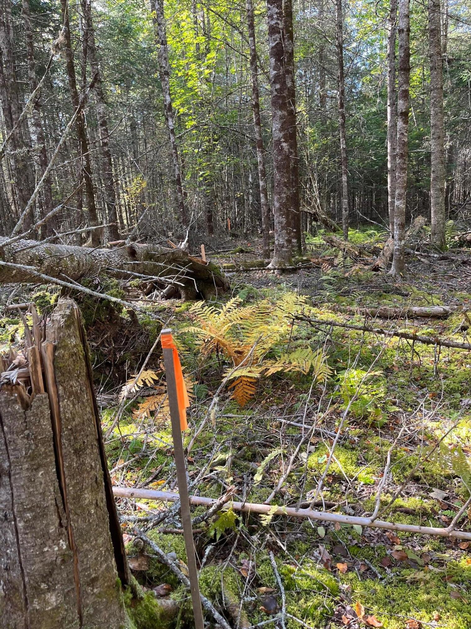 Lot 4-1 Mariaville Road Ellsworth, ME 04605 - Photo 2 of 4 IMG_2937