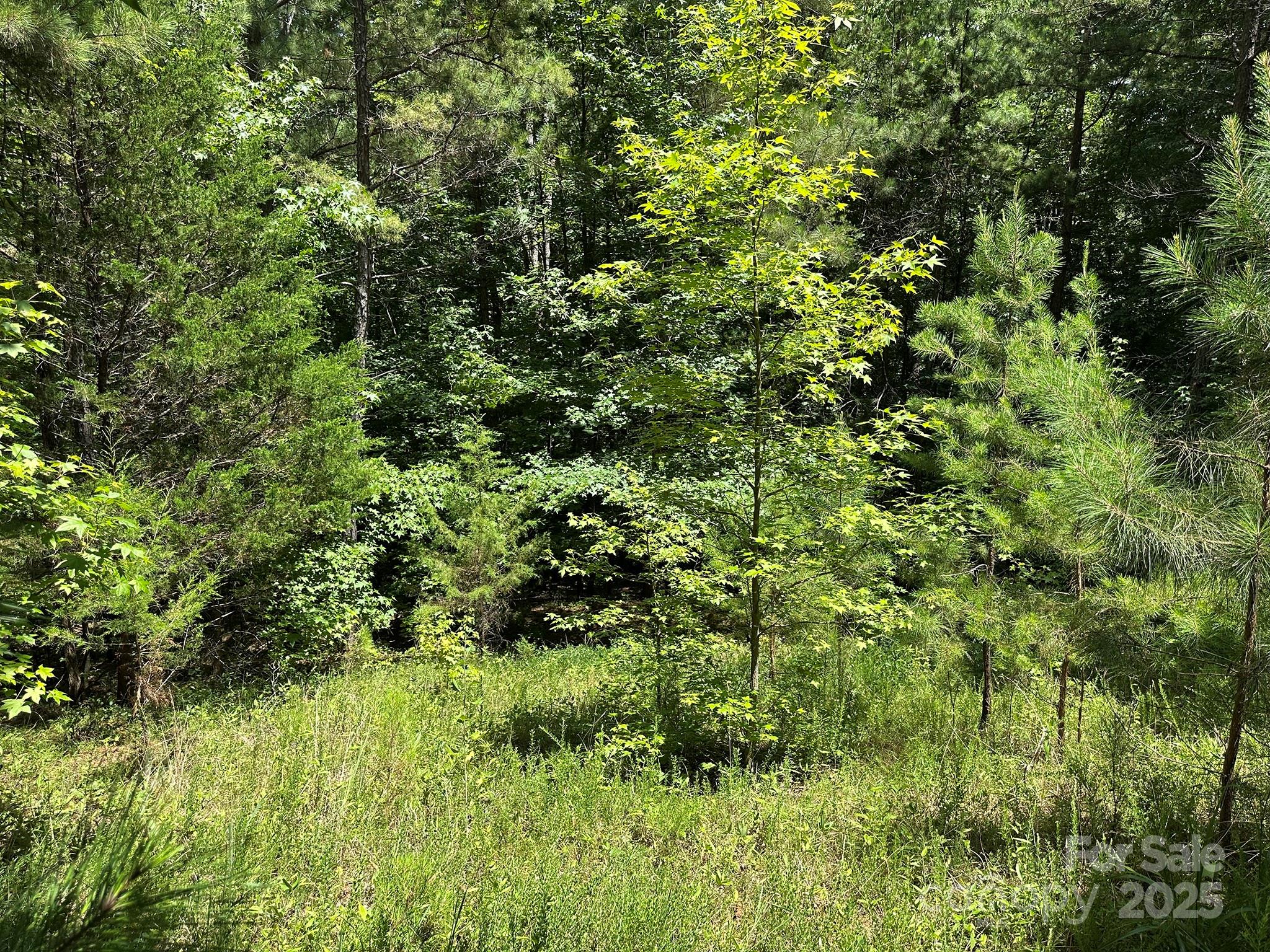 547 Stewart Rock Road Stony Point, NC 28678 - Photo 8 of 29 a view of a lush green forest