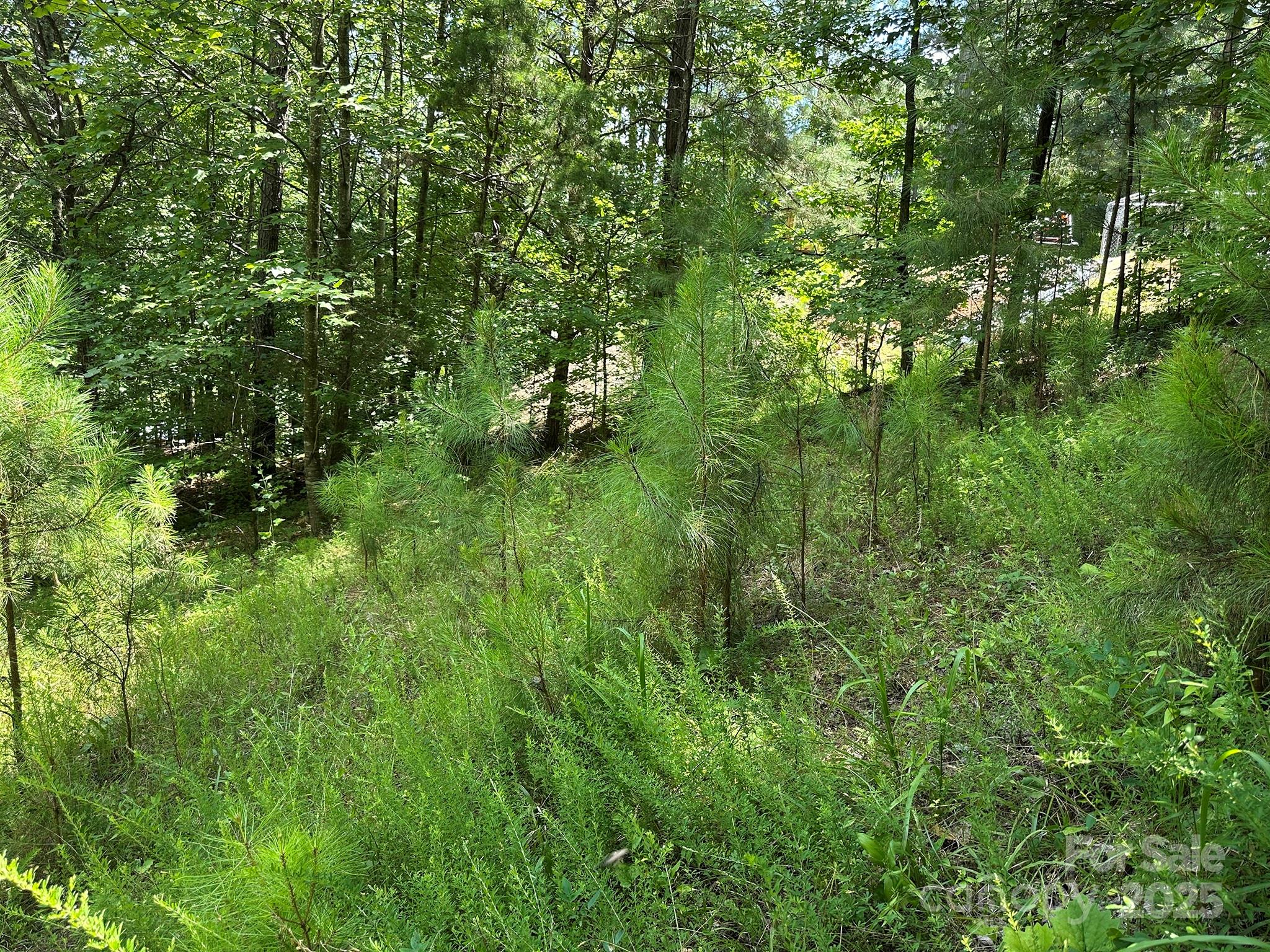 547 Stewart Rock Road Stony Point, NC 28678 - Photo 9 of 29 a view of a lush green forest