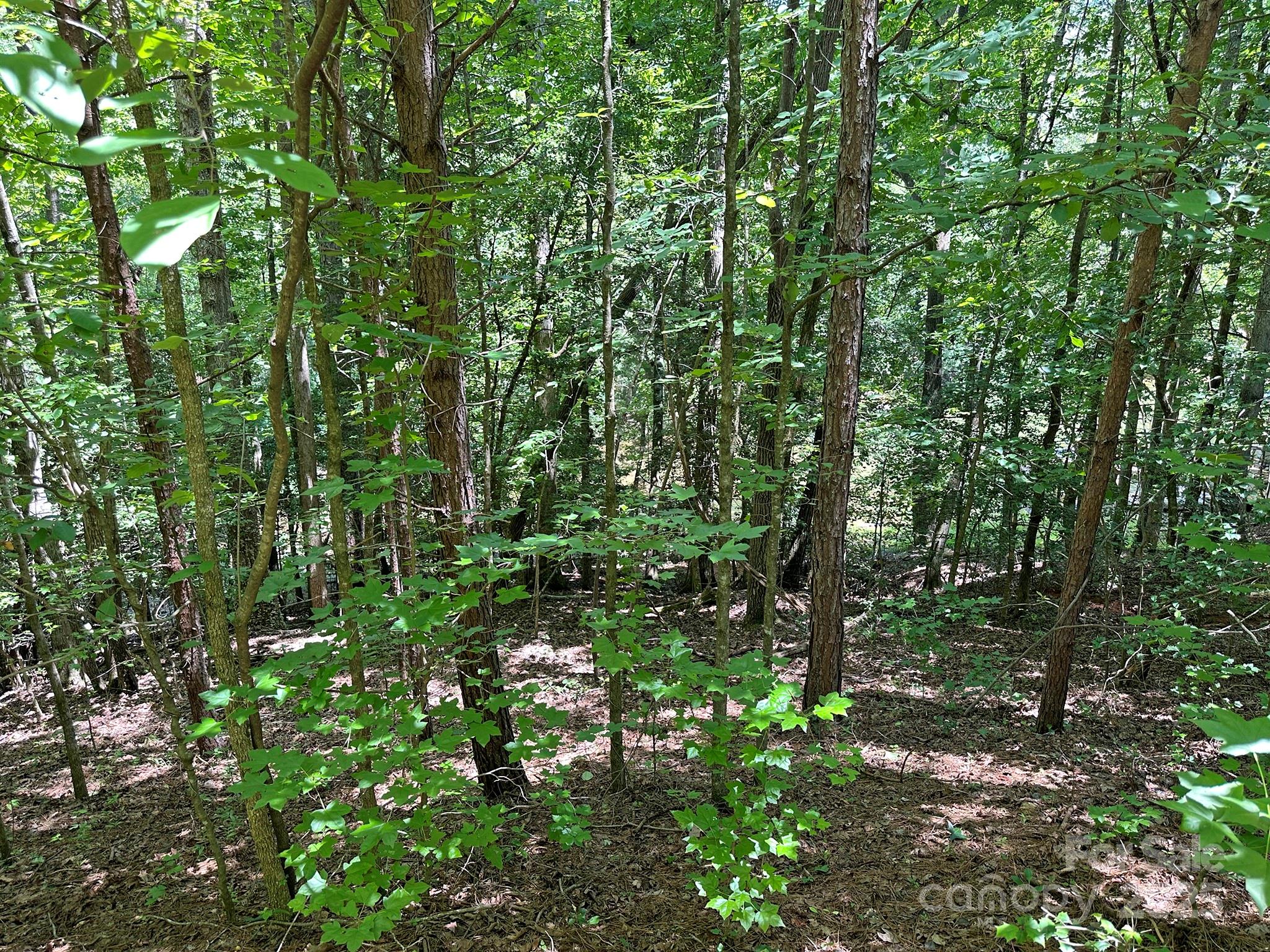 547 Stewart Rock Road Stony Point, NC 28678 - Photo 10 of 29 a view of a lush green forest