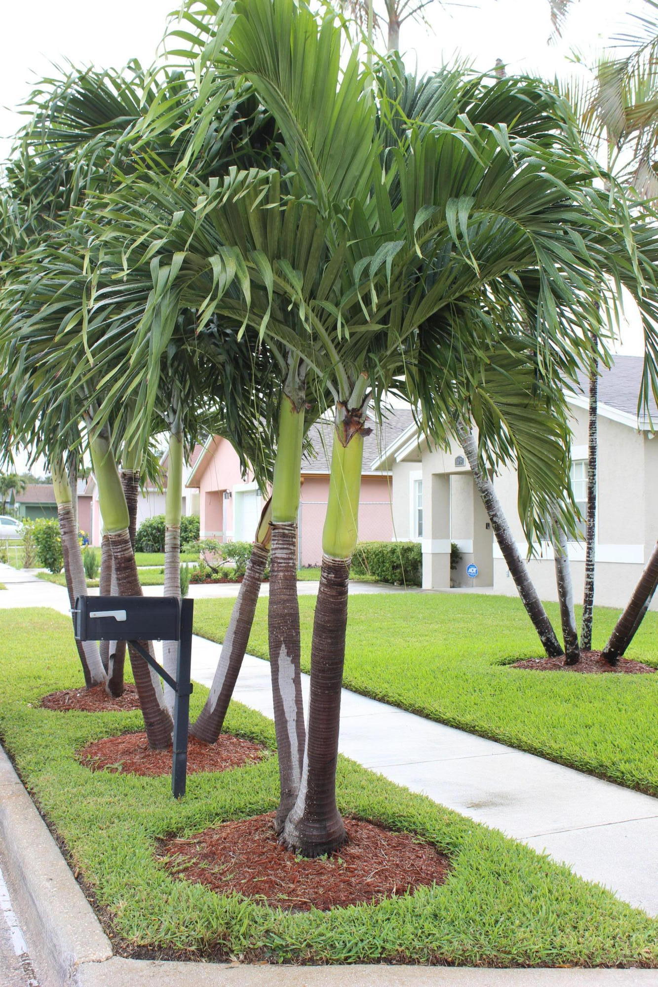 1041 West 10th Street Riviera Beach, FL 33404 - Photo 10 of 14 Great Curb Appeal