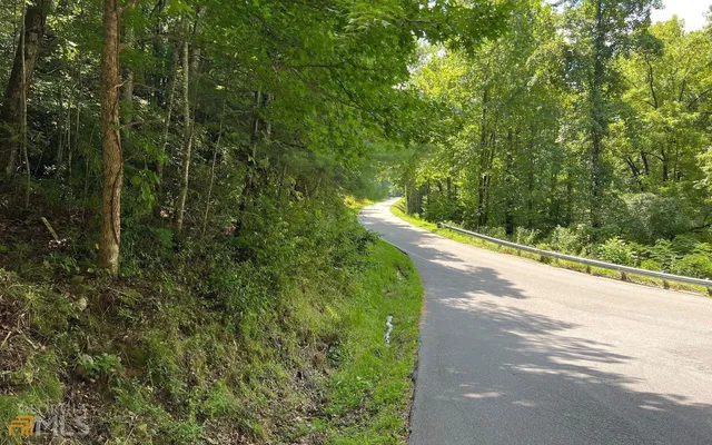 a view of a lush green forest