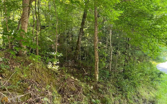 a view of a lush green forest