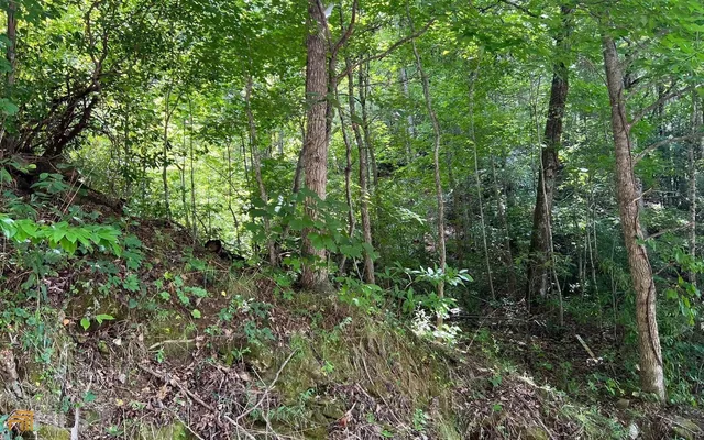 a view of a lush green forest
