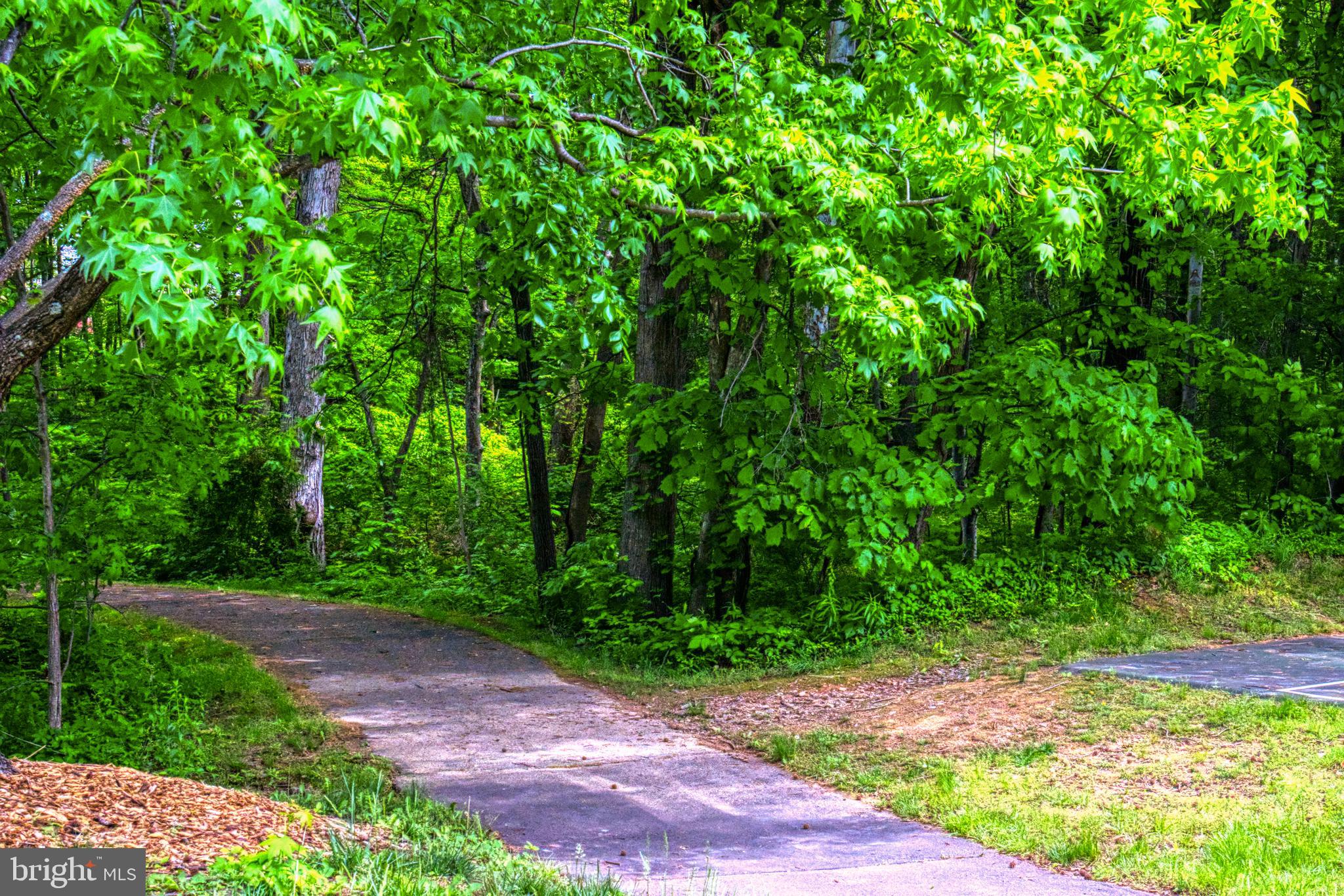 1512 Poplar Grove Drive Reston, VA 20194 - Photo 55 of 70 a view of a yard with plants and large trees