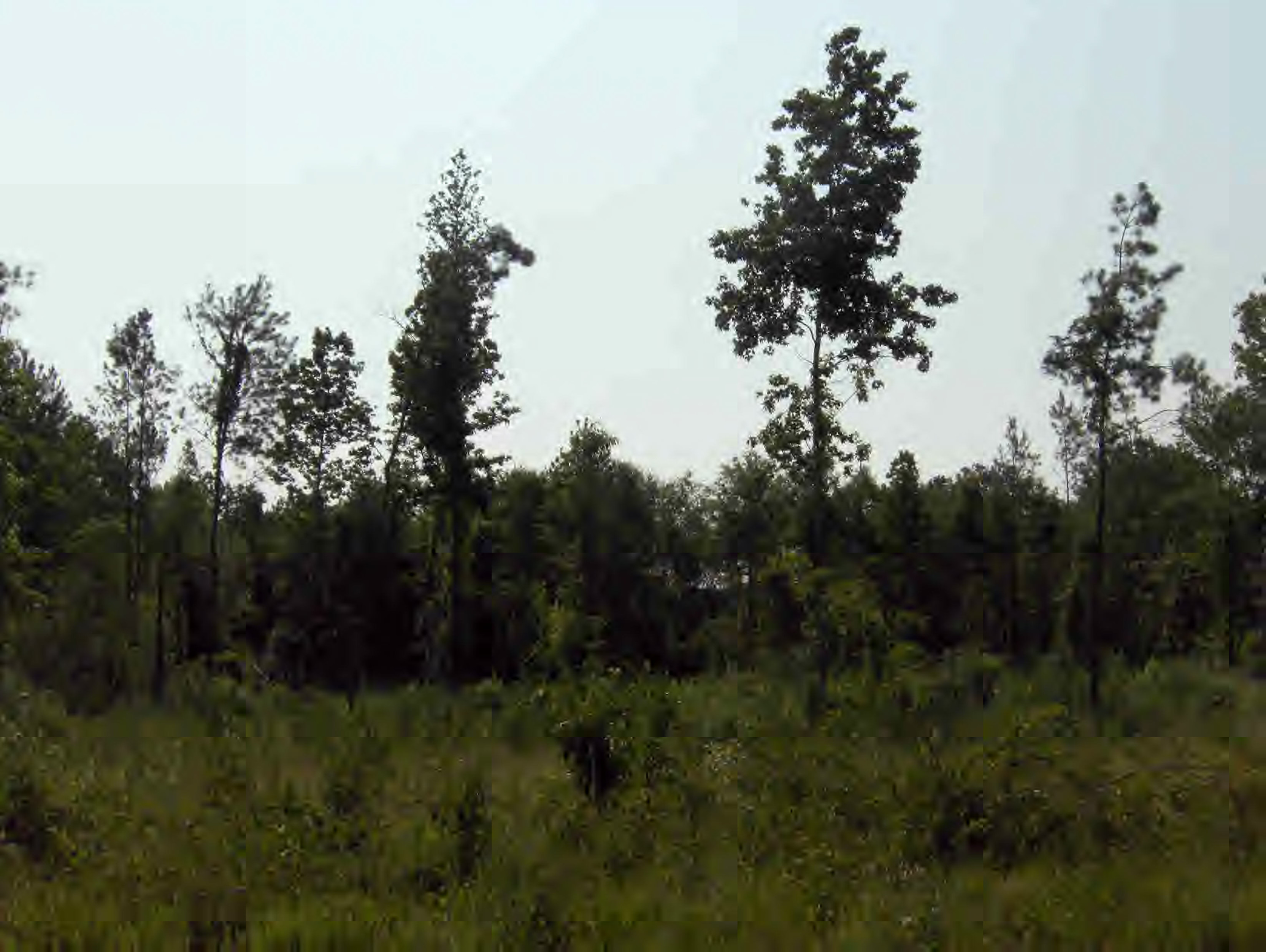 J J Carter Road Magnolia, MS 39652 - Photo 1 of 1 Main View