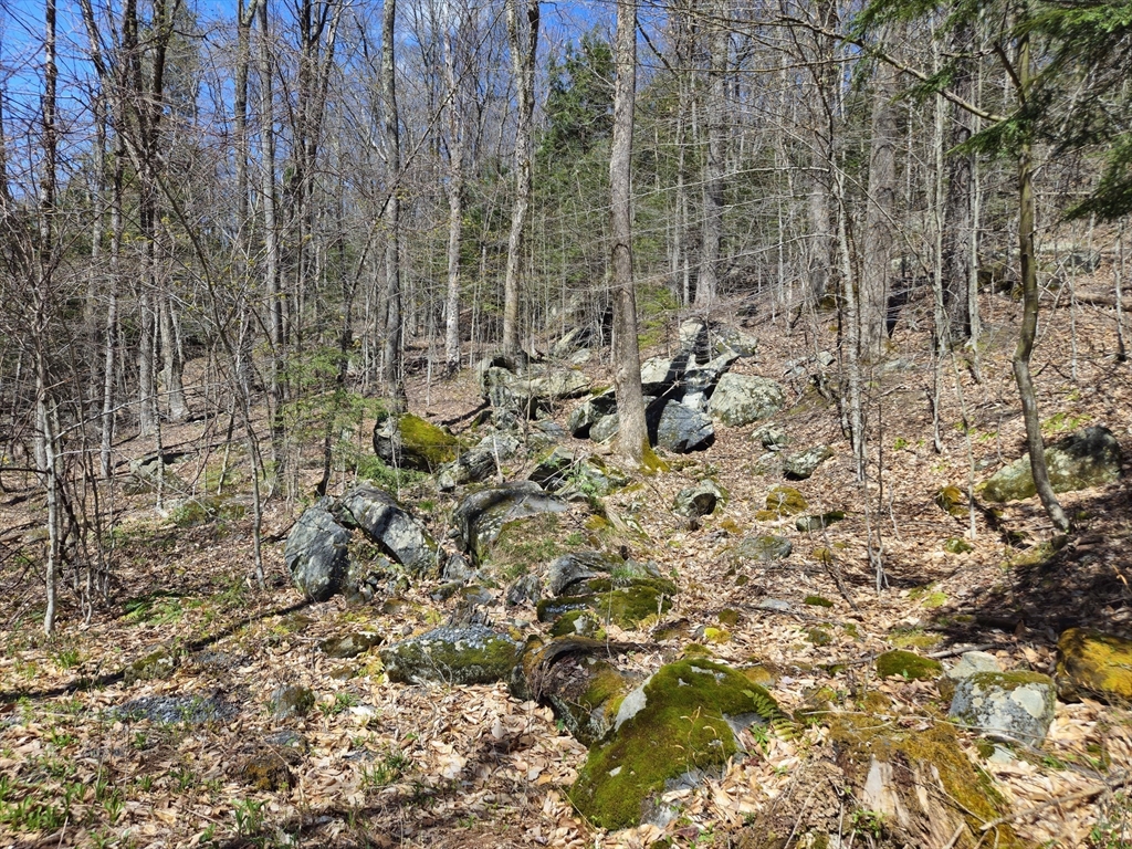 544 Spruce Corner Road Ashfield, MA 01330 - Photo 27 of 32 a view of a pathway with a yard