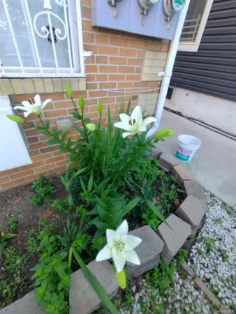 $1,189,000 | 933 Tilden Street | Williamsbridge