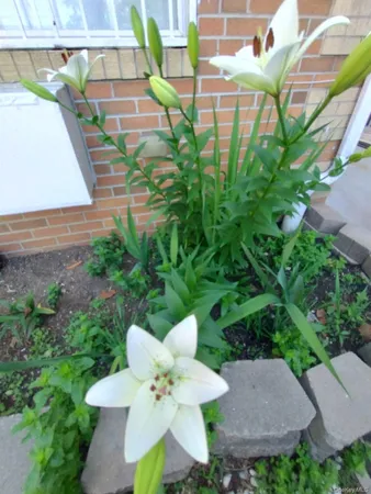 $1,189,000 | 933 Tilden Street | Williamsbridge