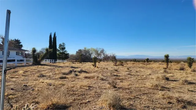 a view of a dry yard with a tree
