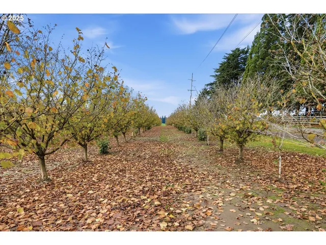 a view of a yard with a tree