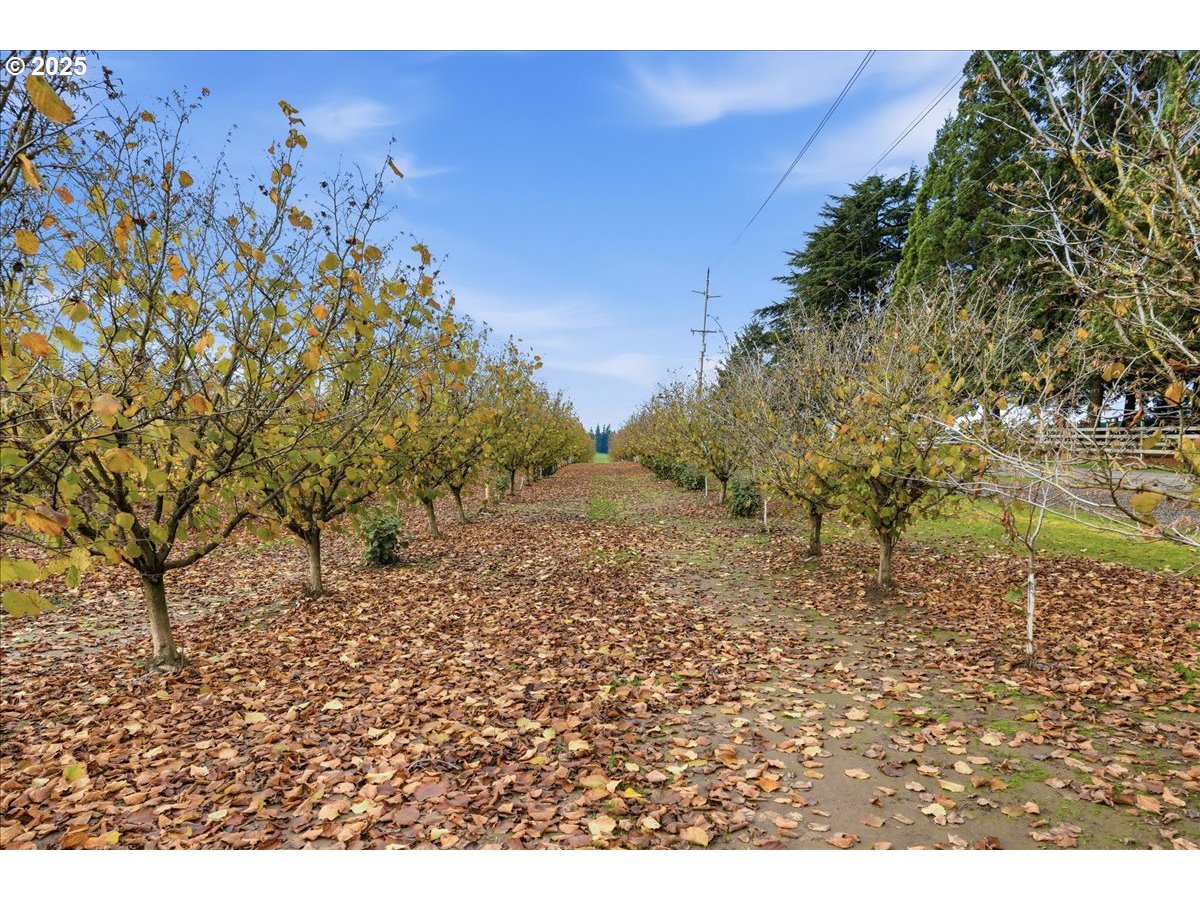 0 Fryer Carlton, OR 97111 - Photo 12 of 17 a view of a yard with a tree