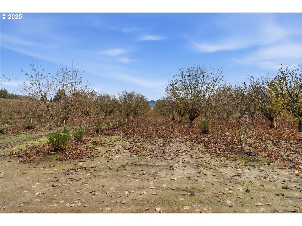 0 Fryer Carlton, OR 97111 - Photo 14 of 17 a view of a dry yard with trees in the background