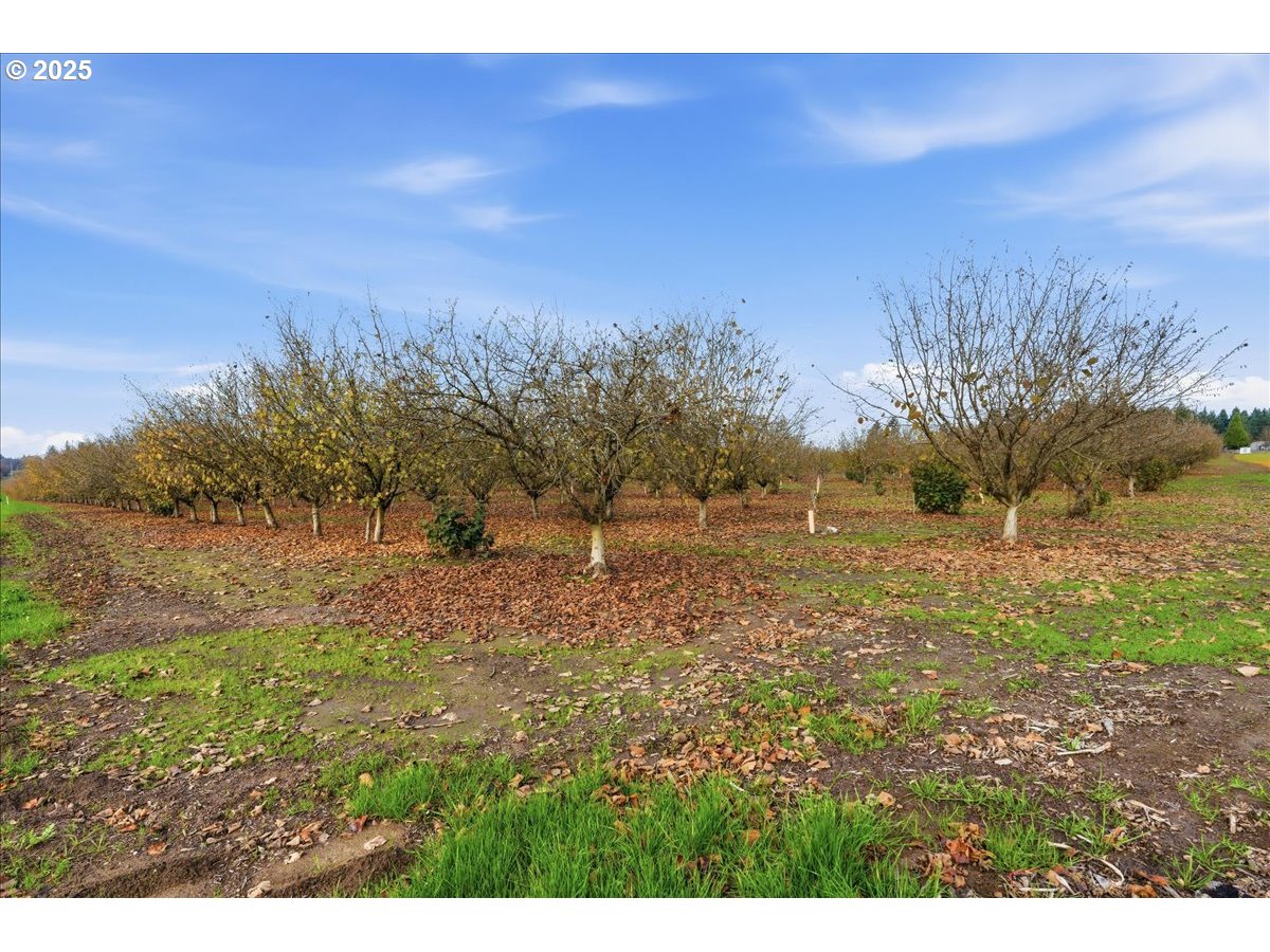 0 Fryer Carlton, OR 97111 - Photo 17 of 17 a view of a yard with an trees