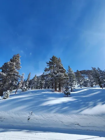 a view of a house with a tree