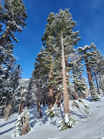 a view of a yard with large trees