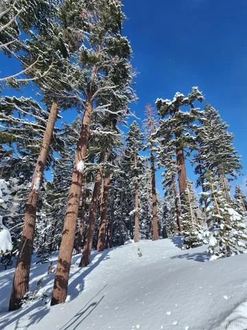 a view of a yard with plants