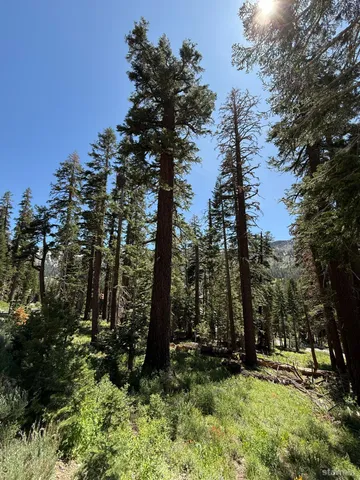 a big yard with lots of trees