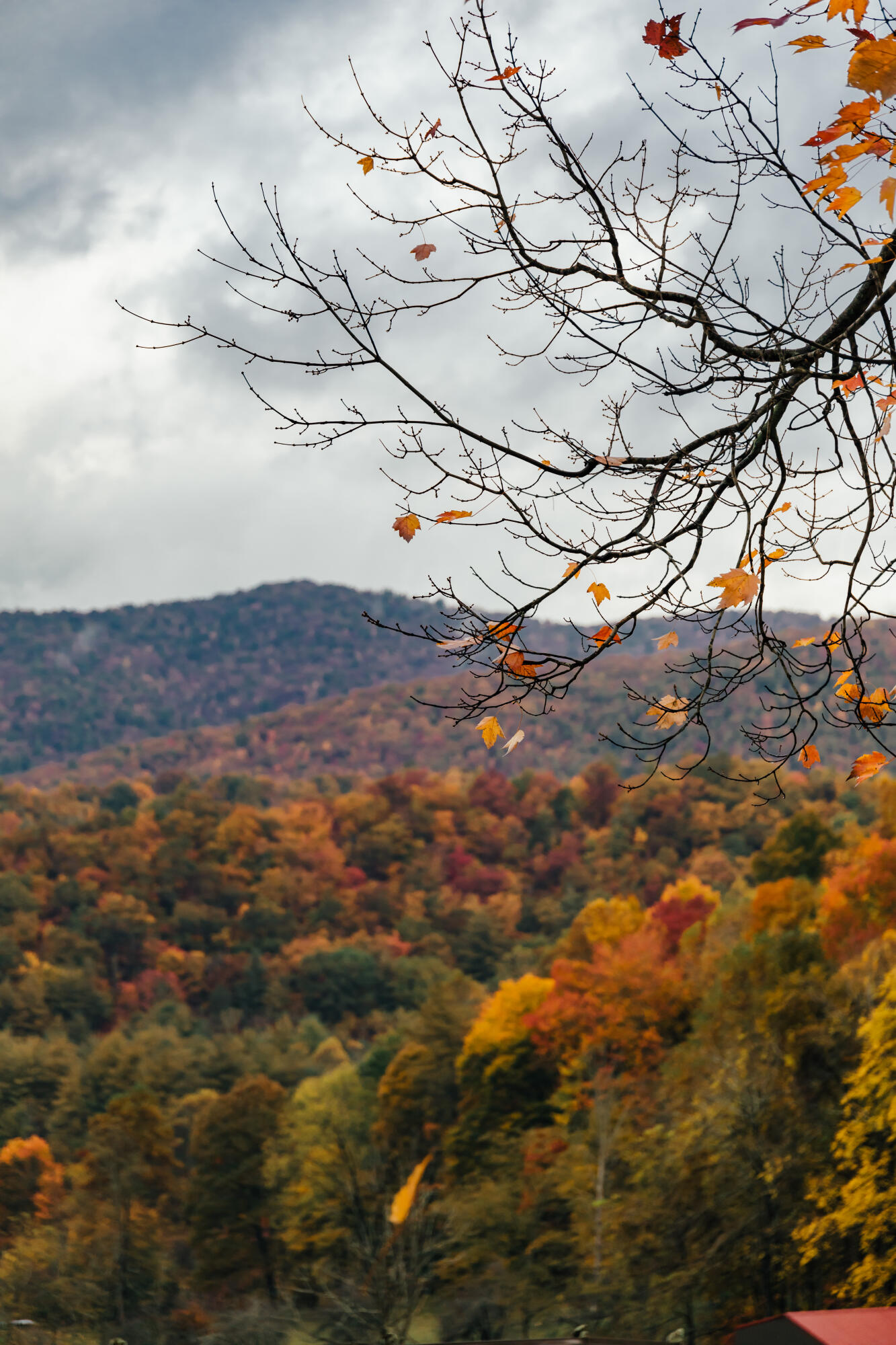 210 Chandler Cove Road Erwin, TN 37650 - Photo 85 of 89 ErwinMtnHouse-59