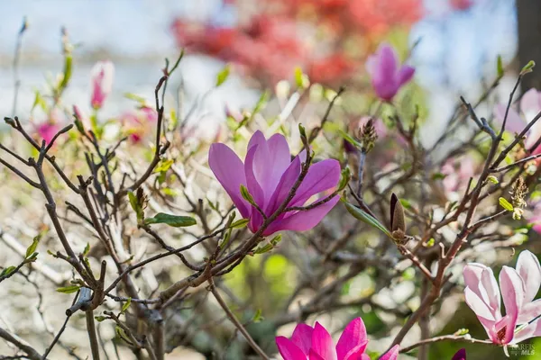 a bathroom with a sink a potted plant and a bathtub