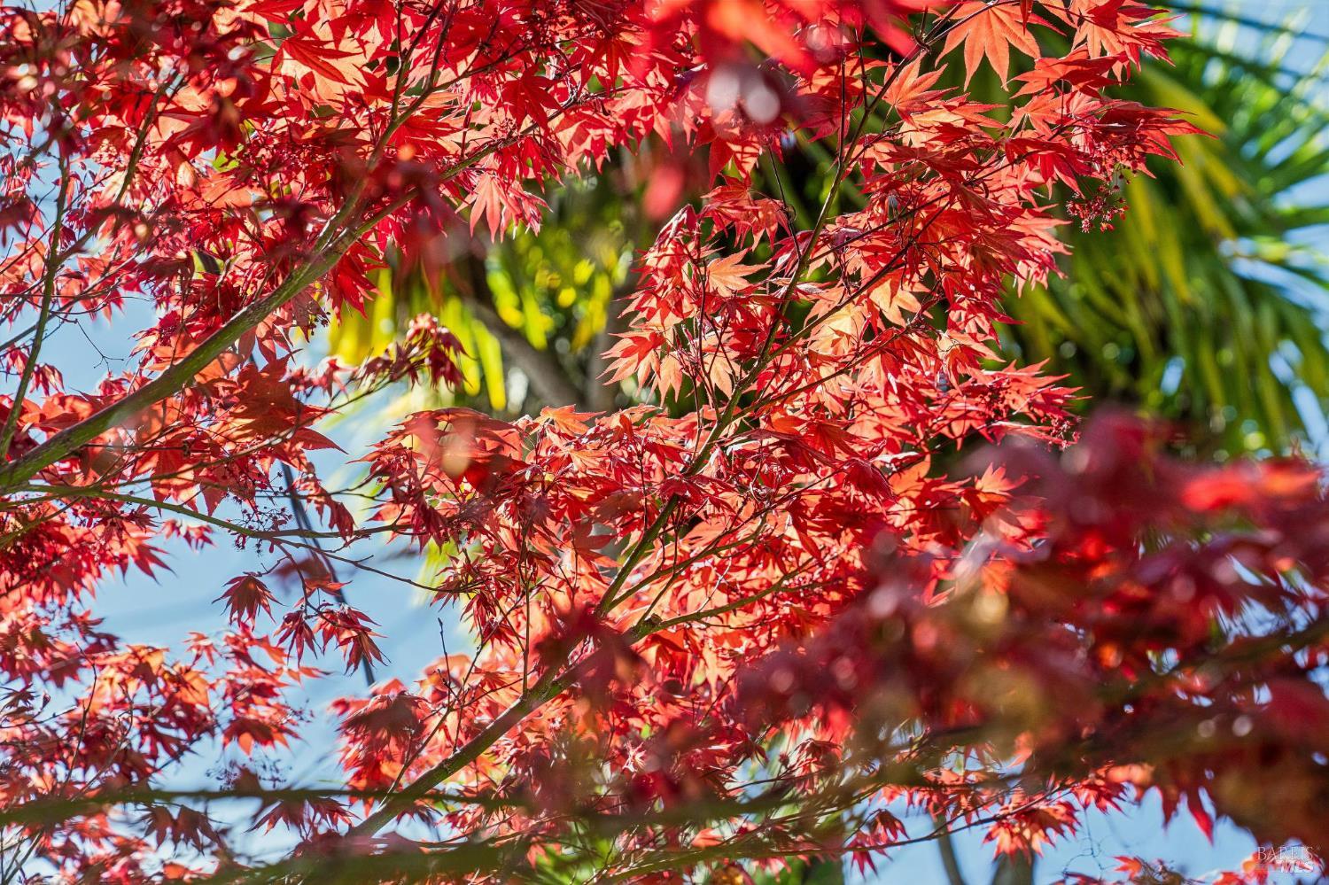102 F Street San Rafael, CA 94901 - Photo 47 of 80 a picture of flowers