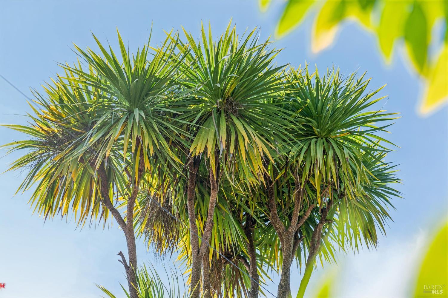102 F Street San Rafael, CA 94901 - Photo 48 of 80 a view of a palm plant that is in front of a building