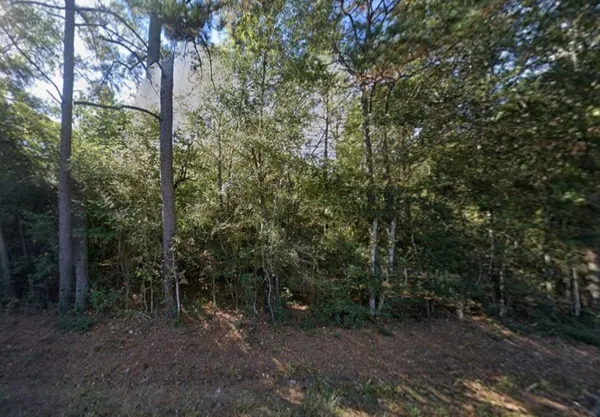 a view of a forest with trees in the background