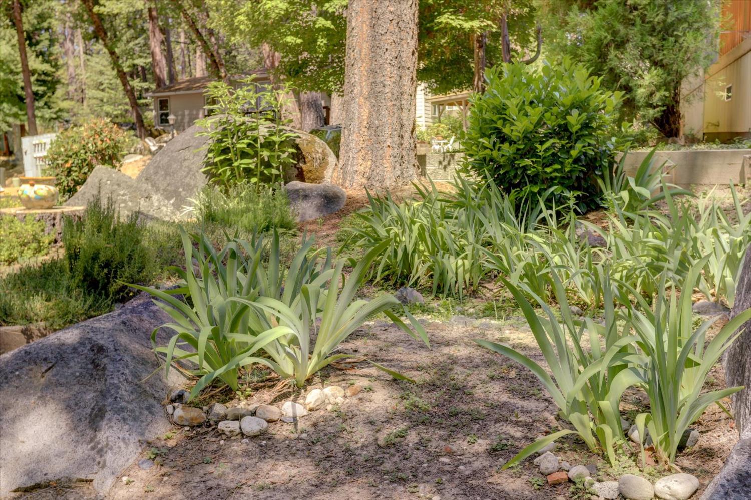 251 Willow Valley Road, Unit 17 Nevada City, CA 95959 - Photo 39 of 58 a plant that is in a garden
