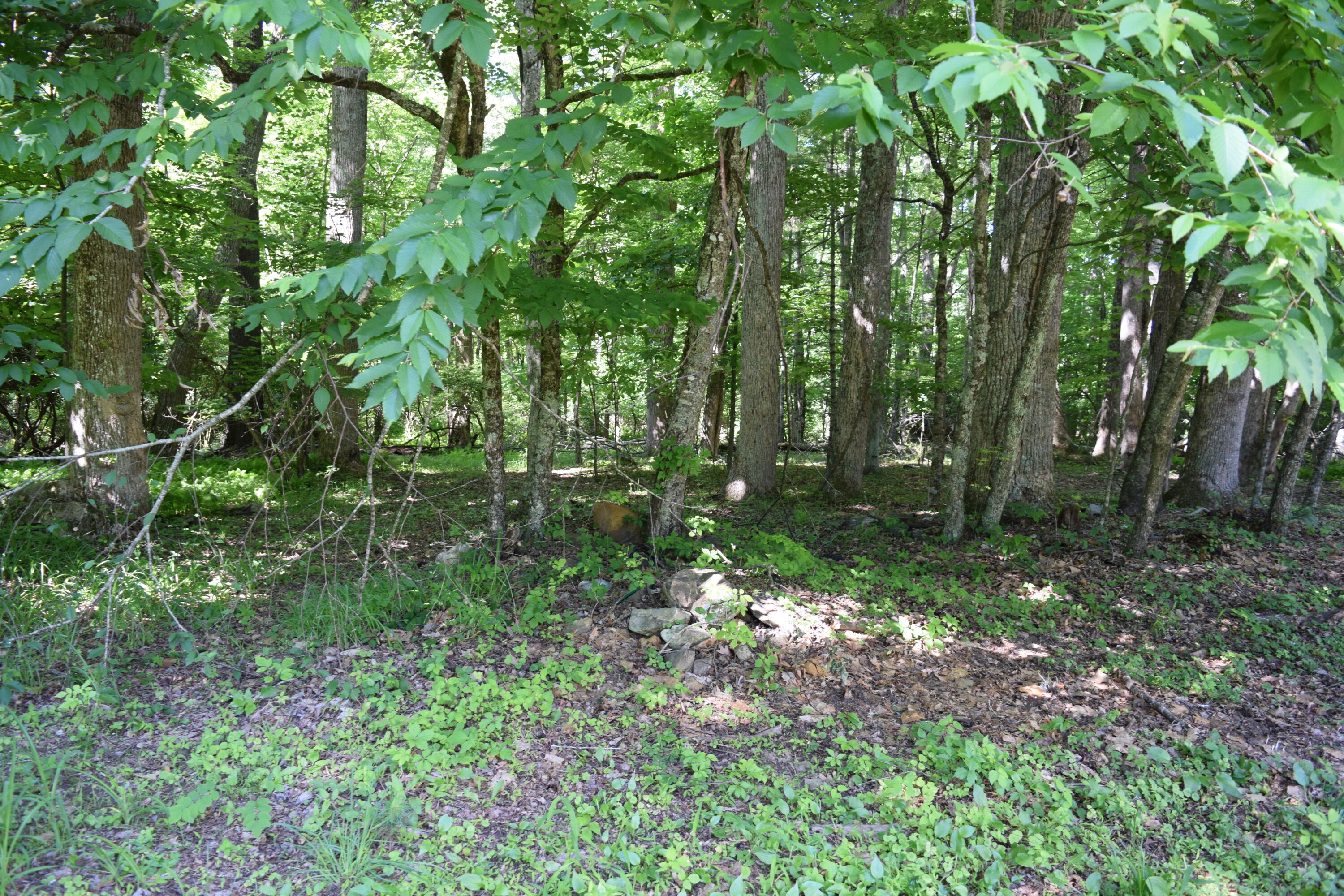 812 Conner Grove Road Southwest Willis, VA 24380 - Photo 55 of 87 DSC_0018