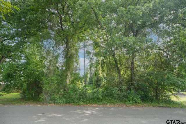 a view of a forest with trees in front of it