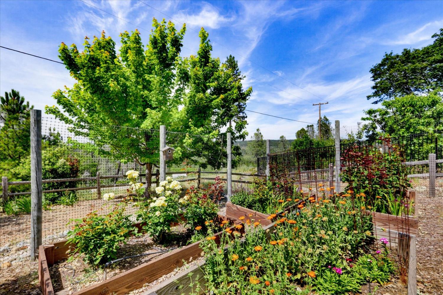 970 Morgan Ranch Drive Grass Valley, CA 95945 - Photo 63 of 76 a view of a garden with plants and large trees