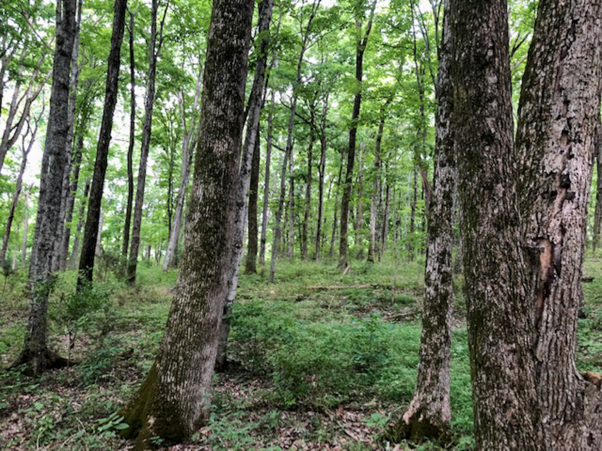 6604 Burkitt Road Antioch, TN 37013 - Photo 4 of 68 Gallery Image 4