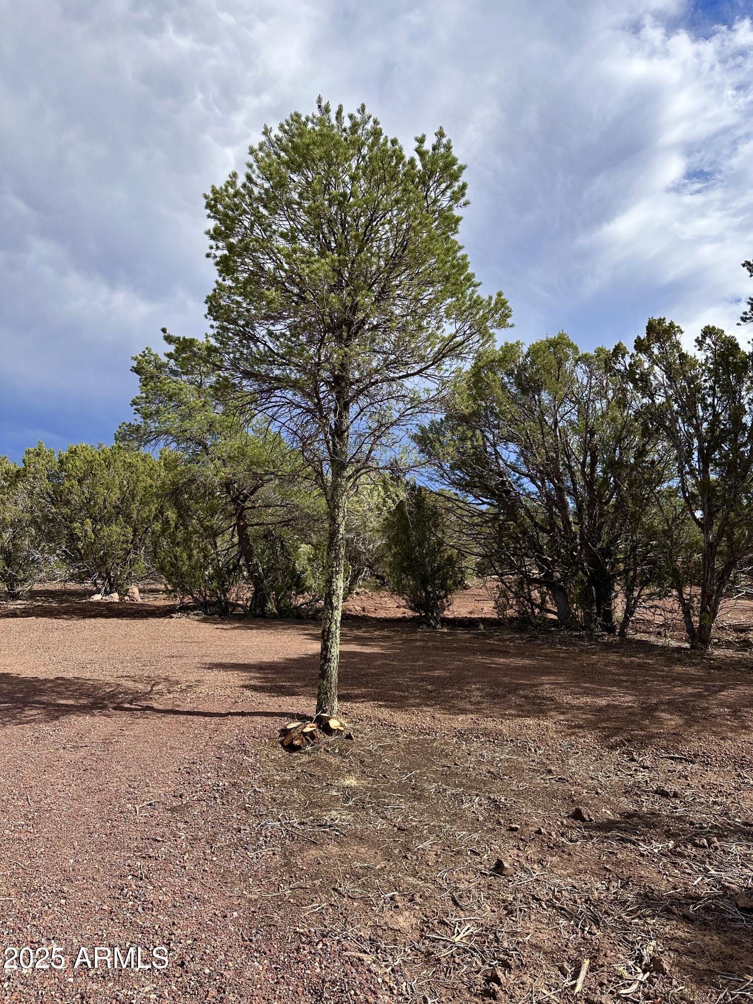 14 County Road, Unit 28 Show Low, AZ 85901 - Photo 11 of 16 a backyard of a house with lots of green space