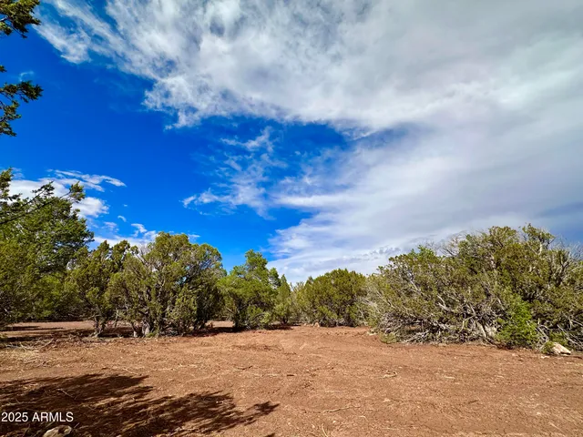 a view of road with large trees