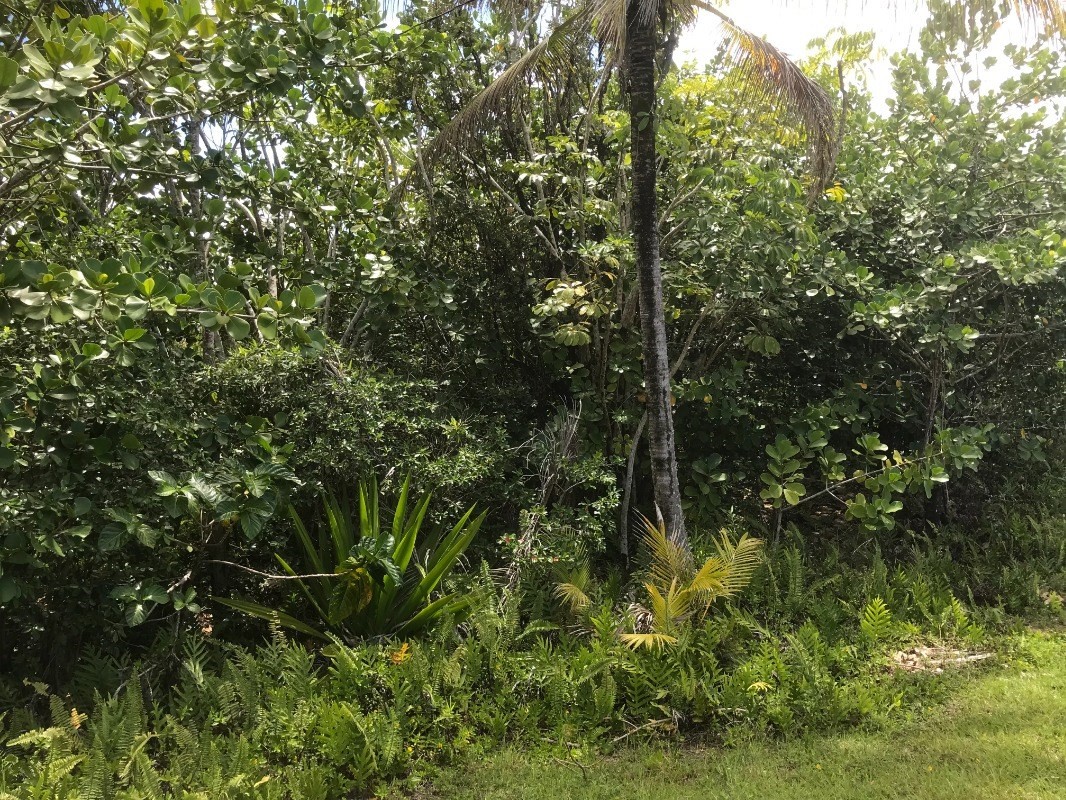 2978 Beach Road Keaau, HI 96749 - Photo 3 of 6 Gallery Image 3