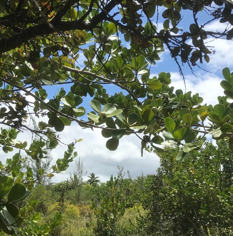 2978 Beach Road Keaau, HI 96749 - Photo 4 of 6 Gallery Image 4