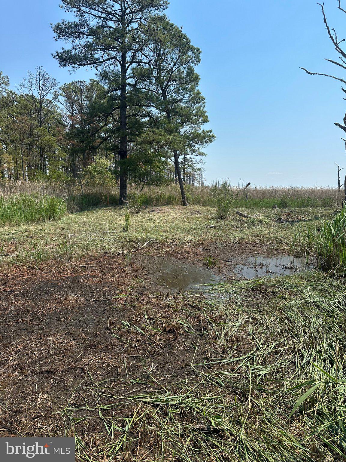3241 Robbins Road Crapo, MD 21626 - Photo 42 of 44 Serene wetland landscape under blue sky.