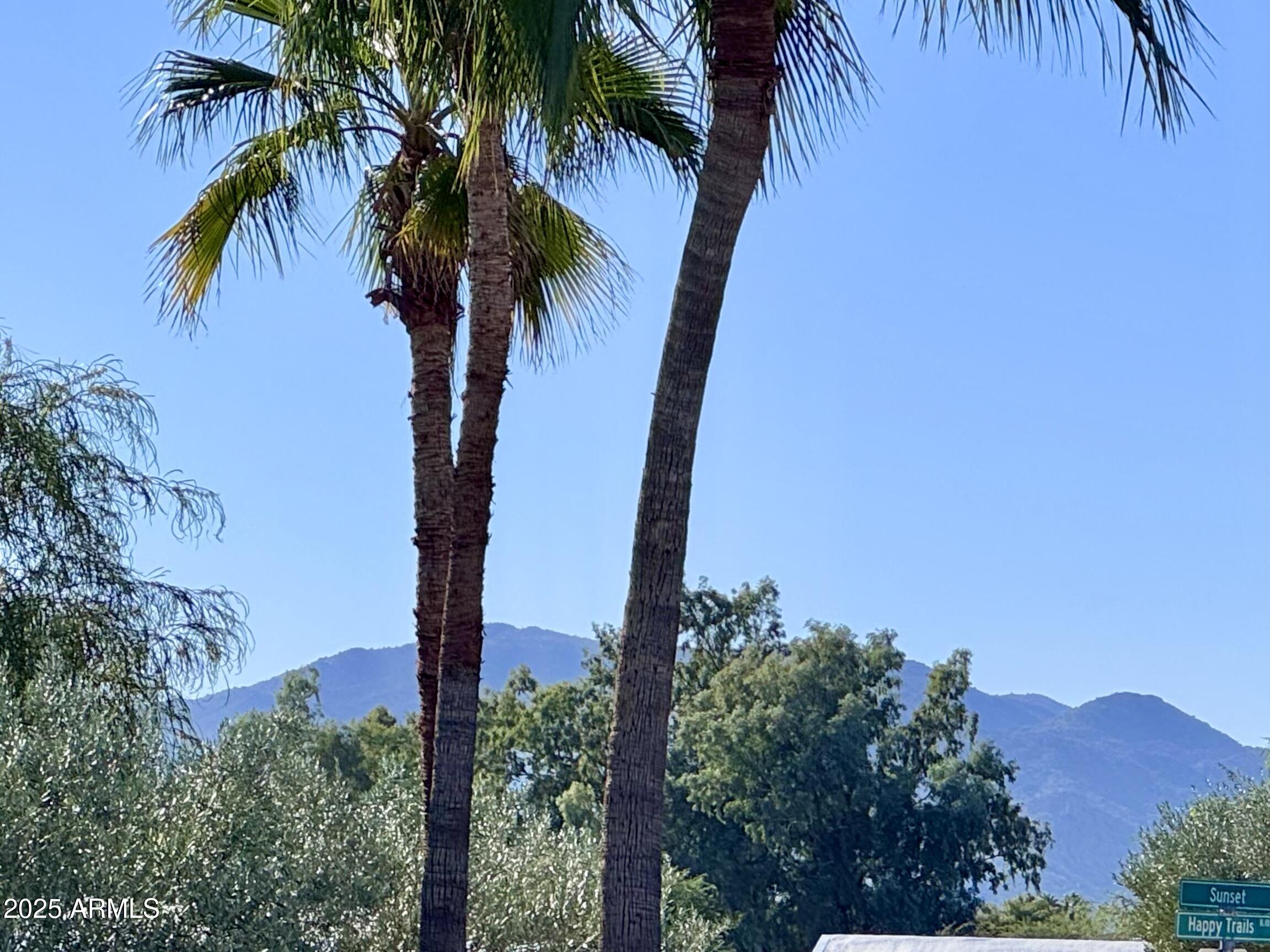 17200 West Bell Road, Unit 454 Surprise, AZ 85374 - Photo 24 of 24 a view of a palm tree with a big yard