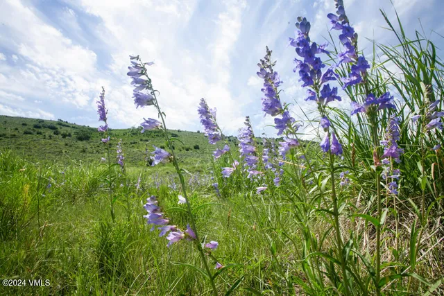 a close up of a flower in a garden