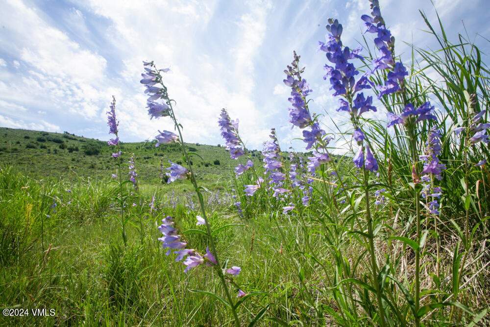 3566 Territory Trail Edwards, CO 81632 - Photo 10 of 14 a close up of a flower in a garden