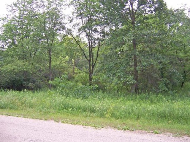 a view of a yard with plants and large trees