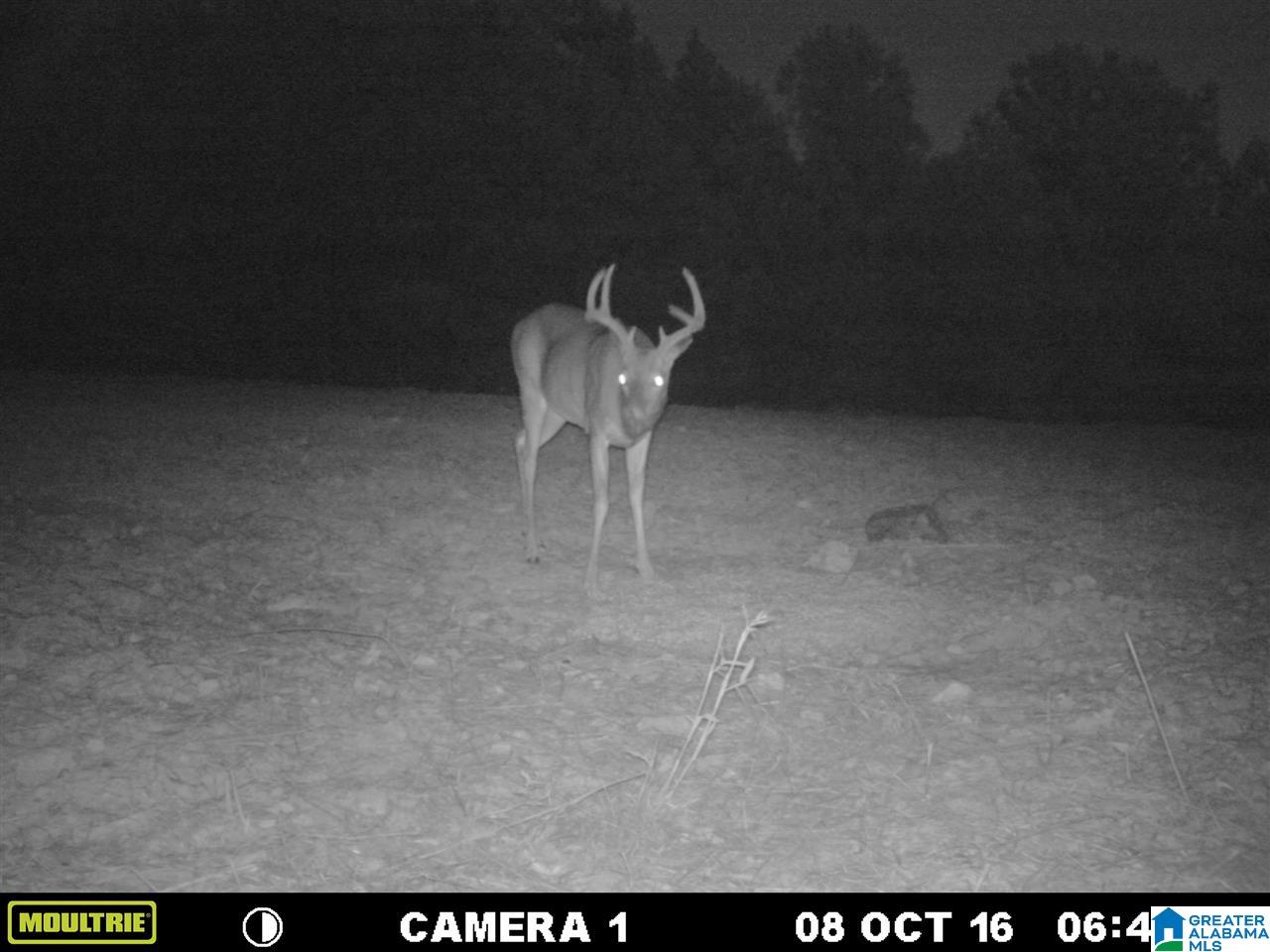 0 Carnes Chapel Road, Unit 113 Gallant, AL 35972 - Photo 7 of 32