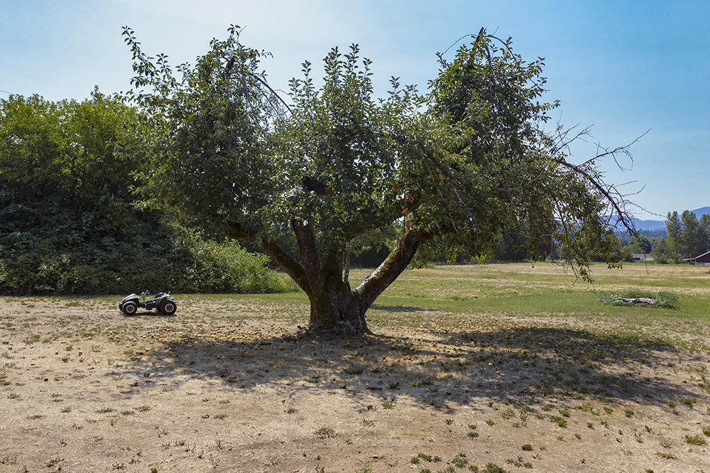 4028 Leonard Road Grants Pass, OR 97527 - Photo 10 of 26 a view of a tree in the middle of a yard
