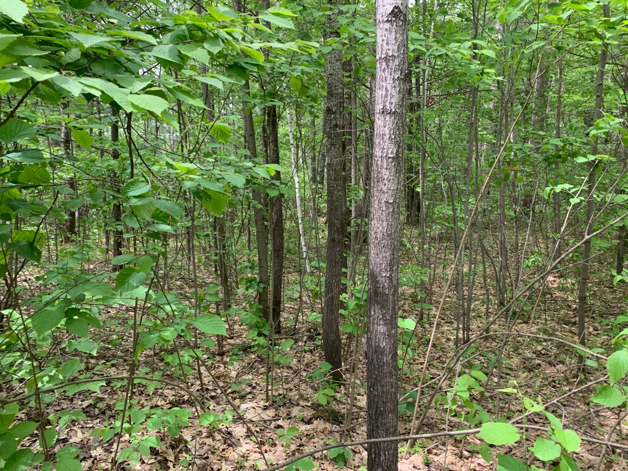 Lot 8 Somo Ridge Road Tomahawk, WI 54487 - Photo 2 of 9 Gallery Image 2