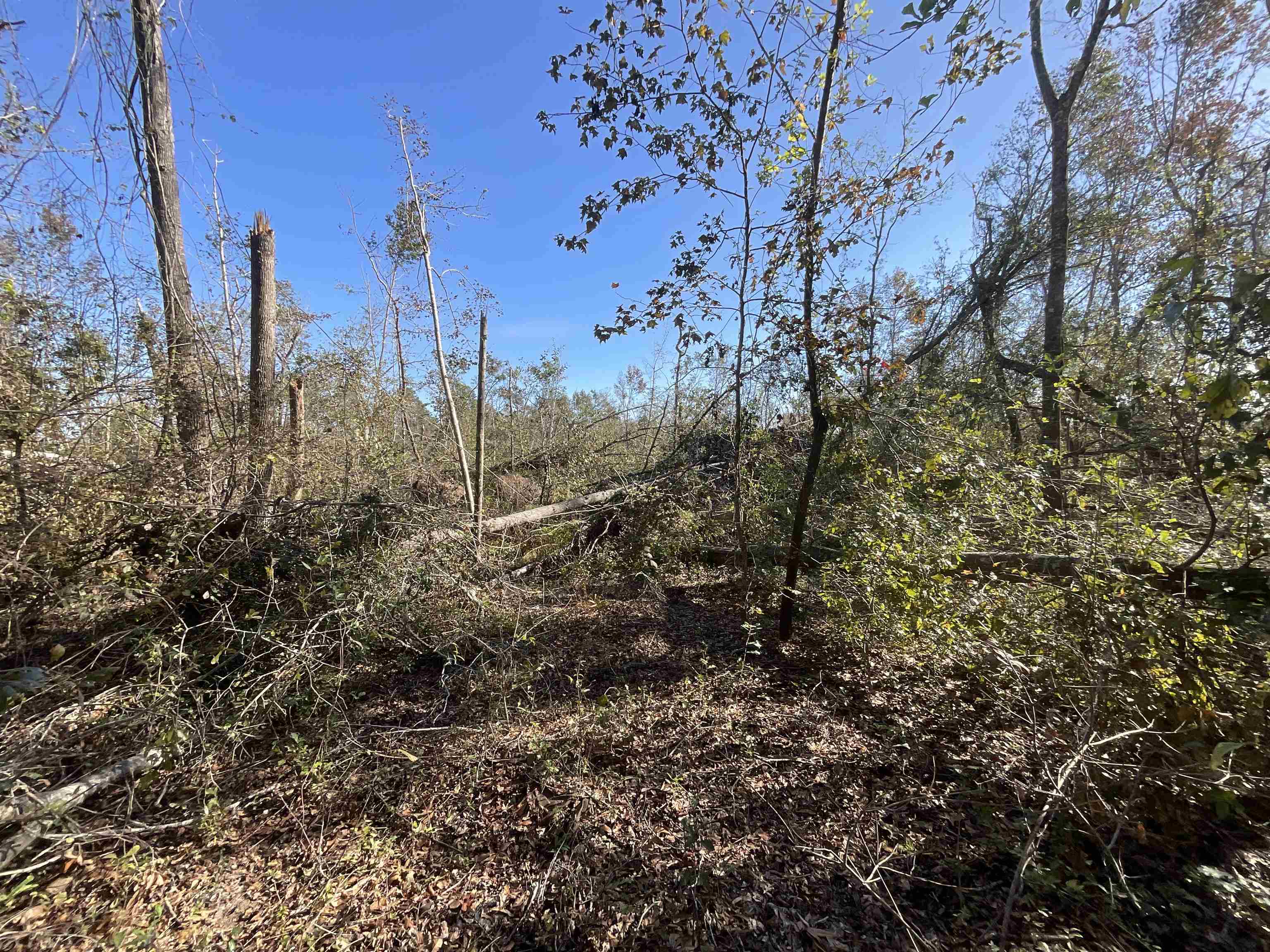 Vacant Southwest Moseley Hall Road Greenville, FL 32331 - Photo 21 of 42 Gallery Image 21