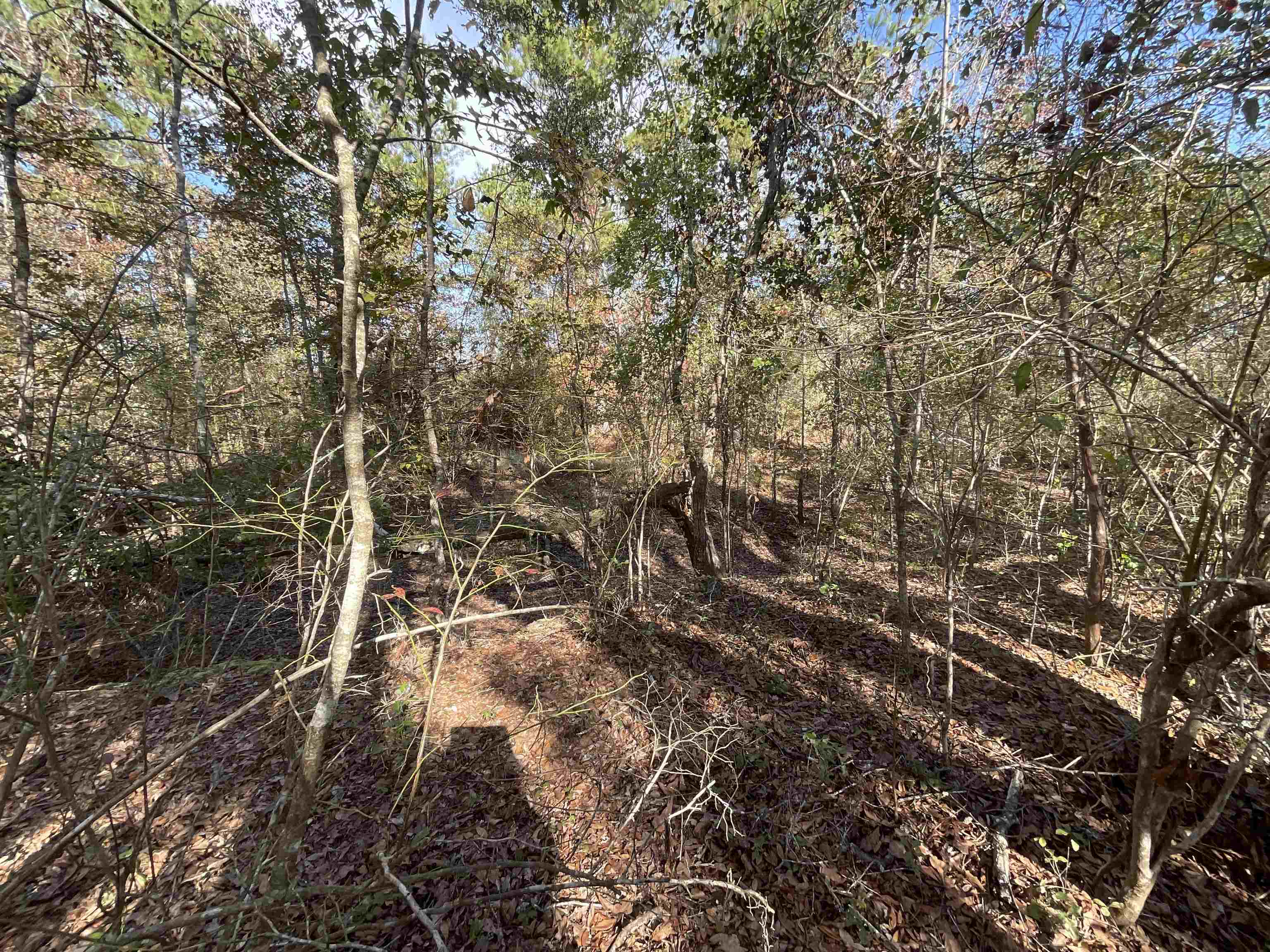 Vacant Southwest Moseley Hall Road Greenville, FL 32331 - Photo 4 of 42 Gallery Image 4