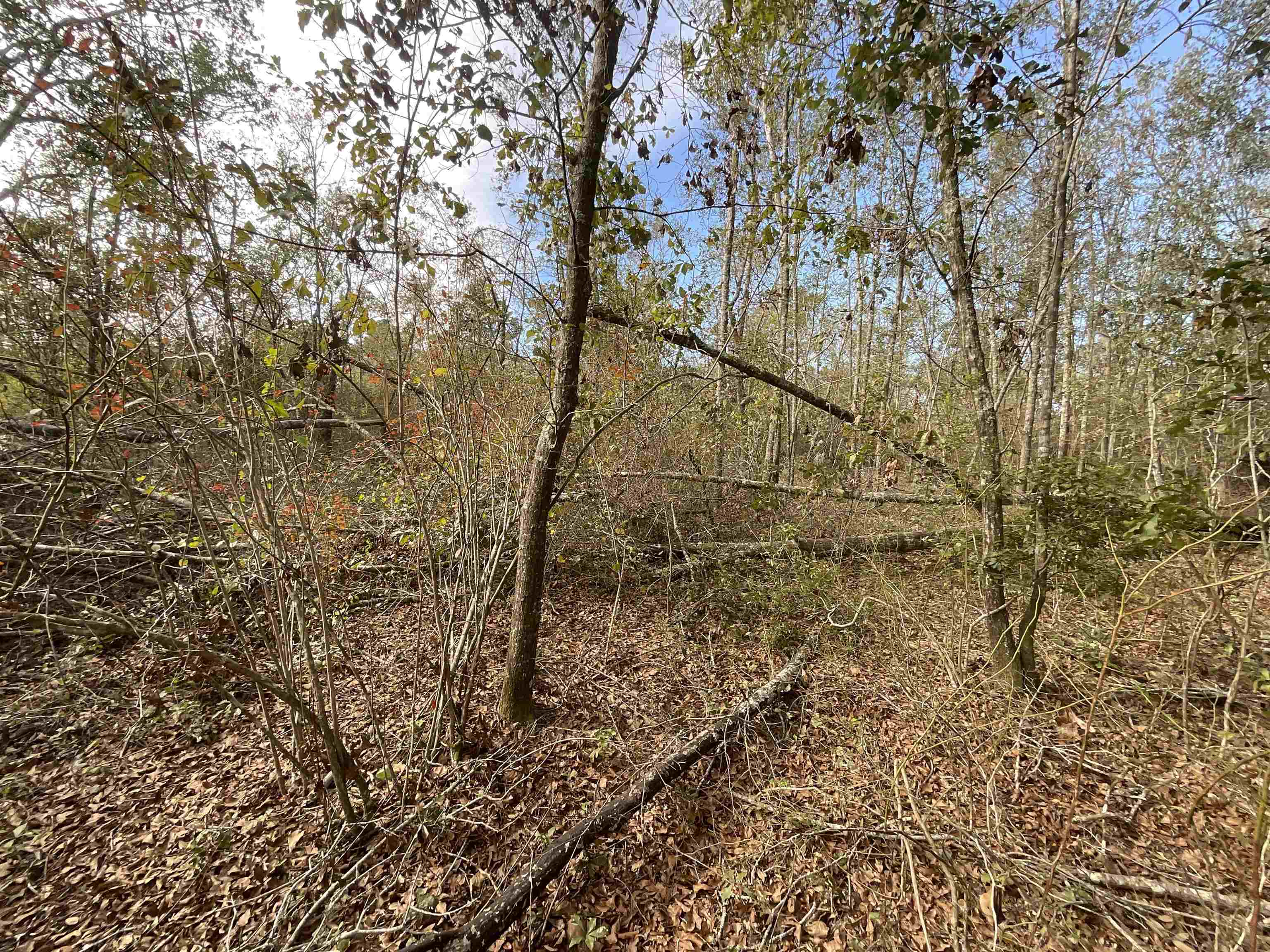 Vacant Southwest Moseley Hall Road Greenville, FL 32331 - Photo 6 of 42 Gallery Image 6